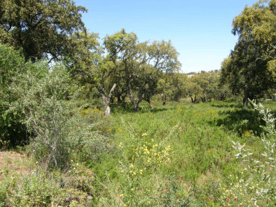 Residential Plot in San Roque Club - Image 1