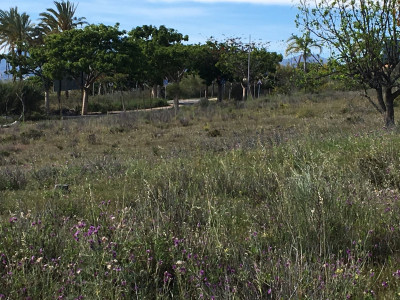 Land in Cancelada - Image 2