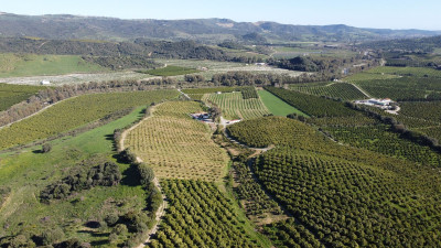 Land in Casares - Image 1