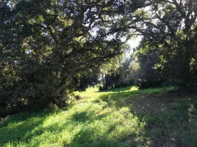Residential Plot in Sotogrande Alto - Image 3