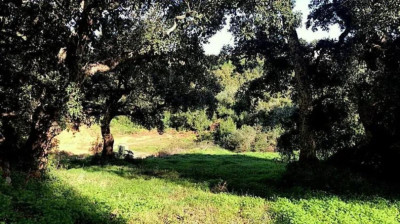 Residential Plot in Sotogrande Alto - Image 4
