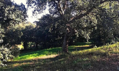 Residential Plot in Sotogrande Alto - Image 5