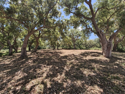 Residential Plot in San Roque Club - Image 2