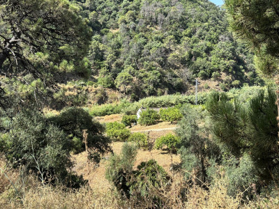 Land in El Padron - Image 5