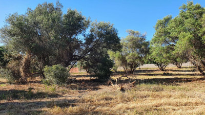 Land in San Pedro de Alcántara - Image 1