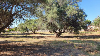 Land in San Pedro de Alcántara - Image 5