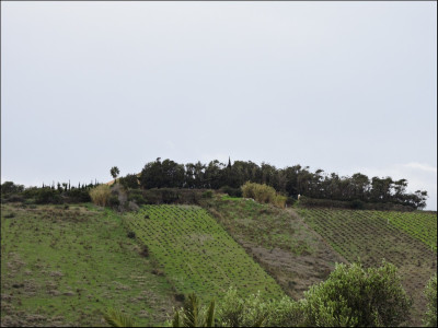 2 Bedroom Finca - Cortijo in Manilva - Image 2
